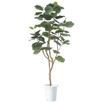 ライオン事務器 (N)人工植物(光触媒) ウンベラータ 高さ1800mm ALU-002 1台